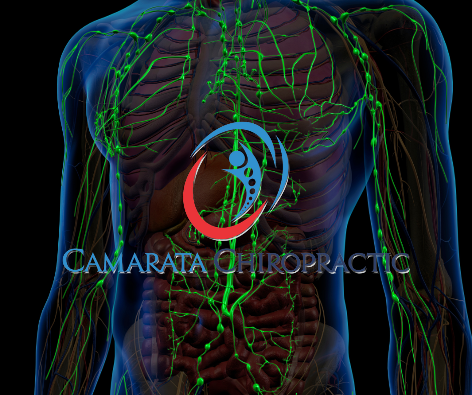 The Vital Role of Lymphatics in Your Health Journey