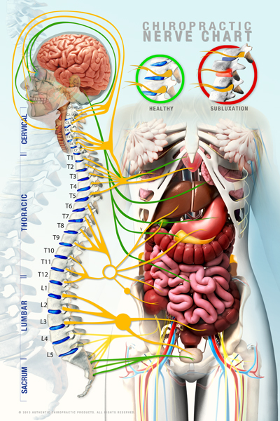 Unlocking the Science Behind Chiropractic Adjustments: Enhancing Your Brain-Body Connection