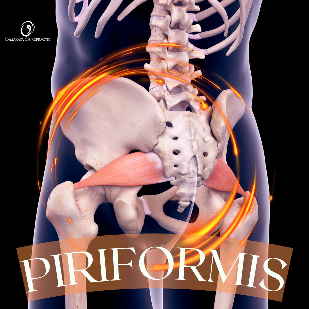 https://www.camaratachiropractic.com/static/sitefiles/blog/Piriformis.png