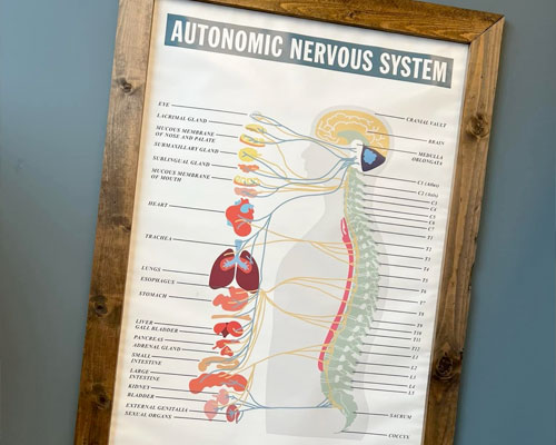 Understanding the Autonomic Nervous System: A Guide to Your Body's Inner Workings