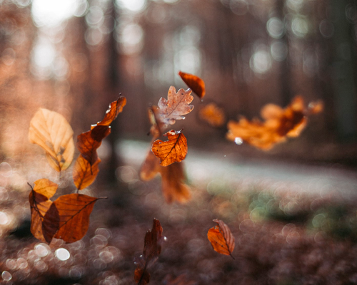 Fall Renewal: Chiropractic Adjustments for a Stronger Immune System